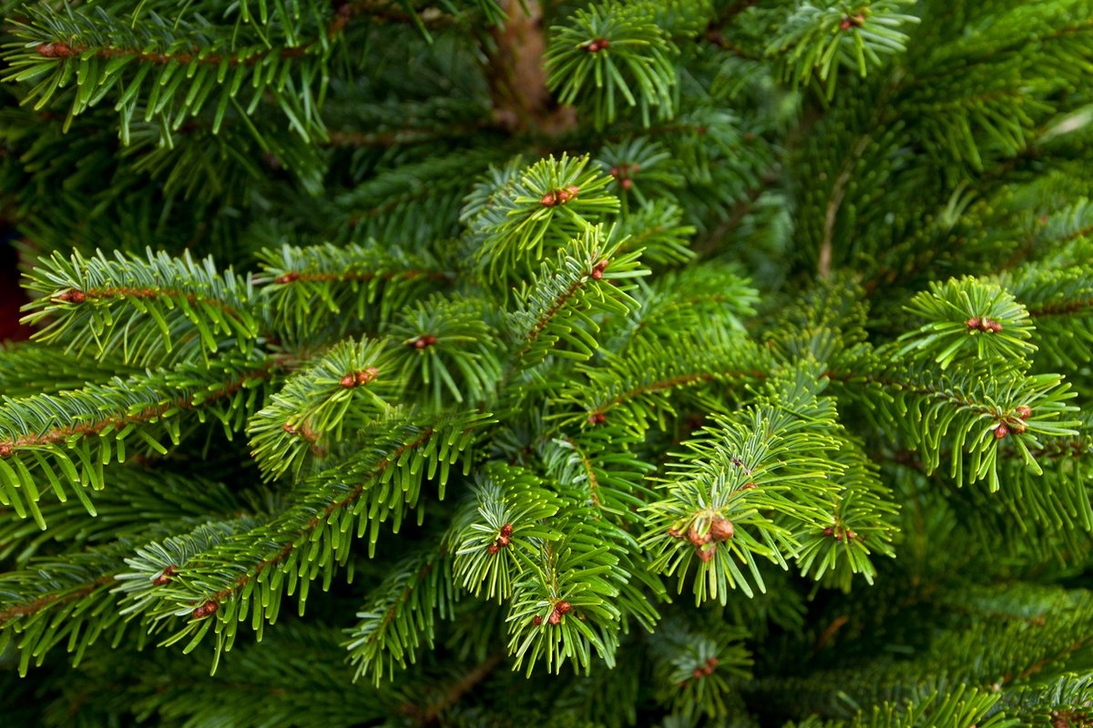 Echte kerstboom - Nordmann - 100-125 cm - met kluit Echte kerstboom - Nordmann - 100-125 cm - met kluit