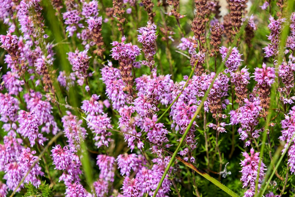 zuurminnende-planten