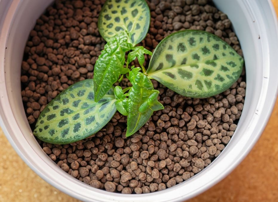 hydrokorrels-geschikt-alle-soorten-planten-en-bloe