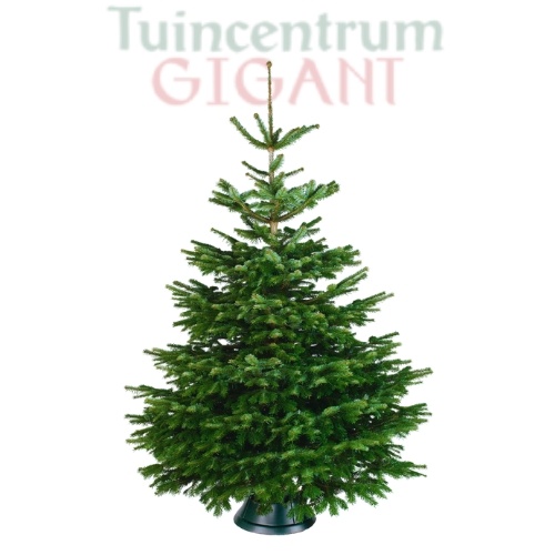 Echte kerstboom 350-375cm