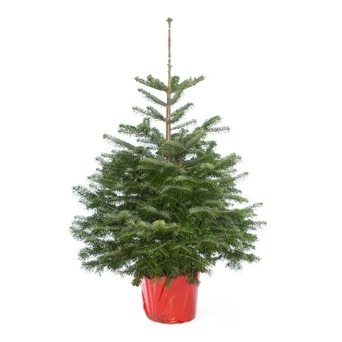 Echte kerstboom Nordmann 125-150 cm in pot