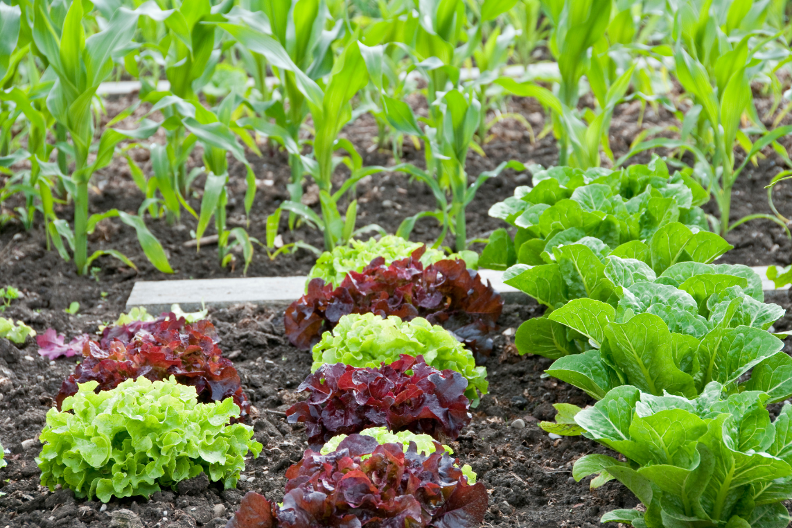 moestuin-beginnen