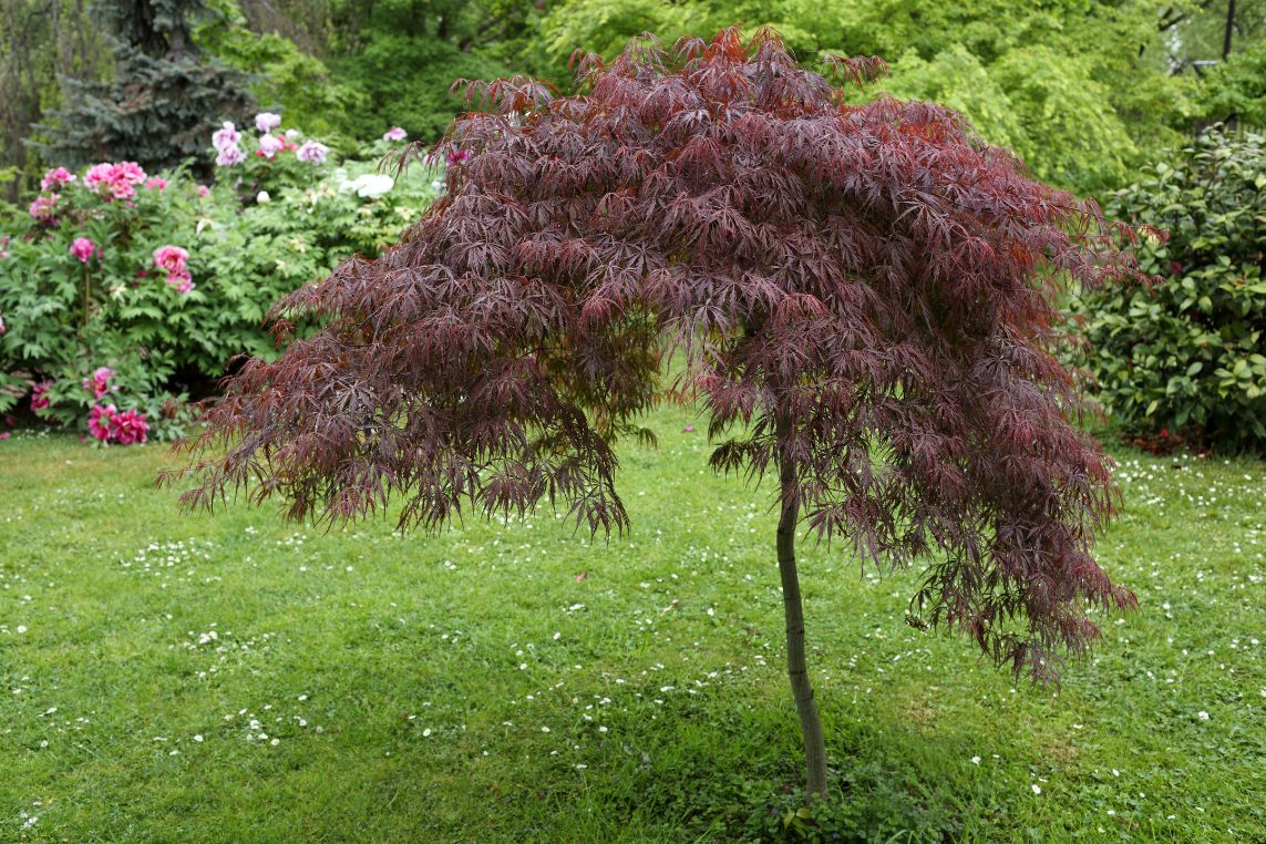 japanse-esdoorn