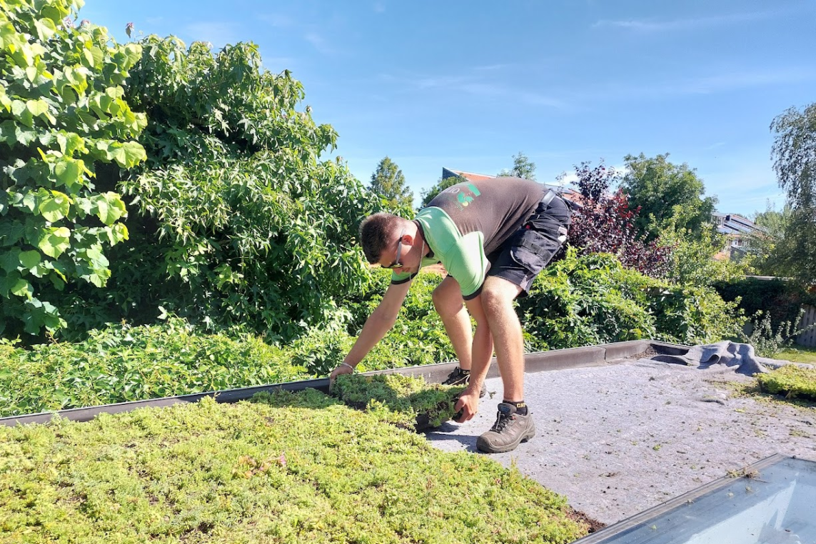 sedumcassettes-neerleggen-1