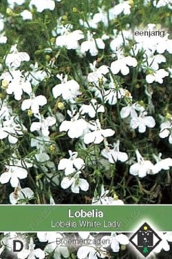 Lobelia 'White Lady'