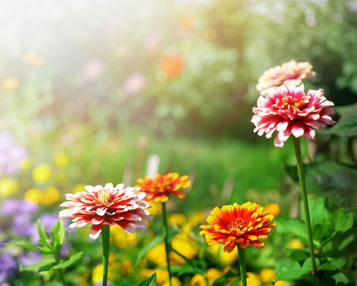 deze-tuinplanten-zijn-erg-kleurrijk-dankzij-fosfor