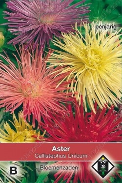 Aster chinensis 'Unicum'