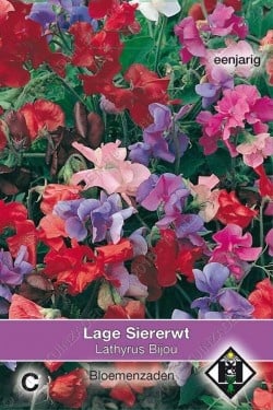 Lage siererwt 'Bijou'
