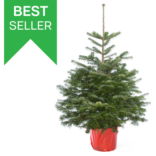 Echte kerstboom - Nordmann - 100-125 cm - met kluit Echte kerstboom - Nordmann - 100-125 cm - met kluit