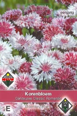 Korenbloem 'Classic Romantic'