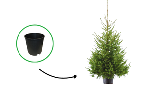 Kerstboom in pot