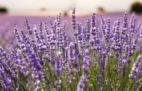 lavendel lavendel