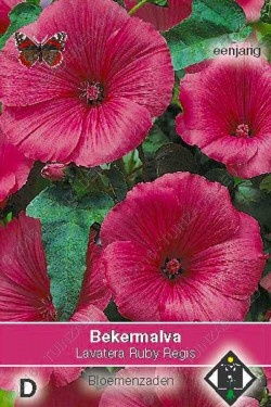 Bekermalva 'Ruby Regis'