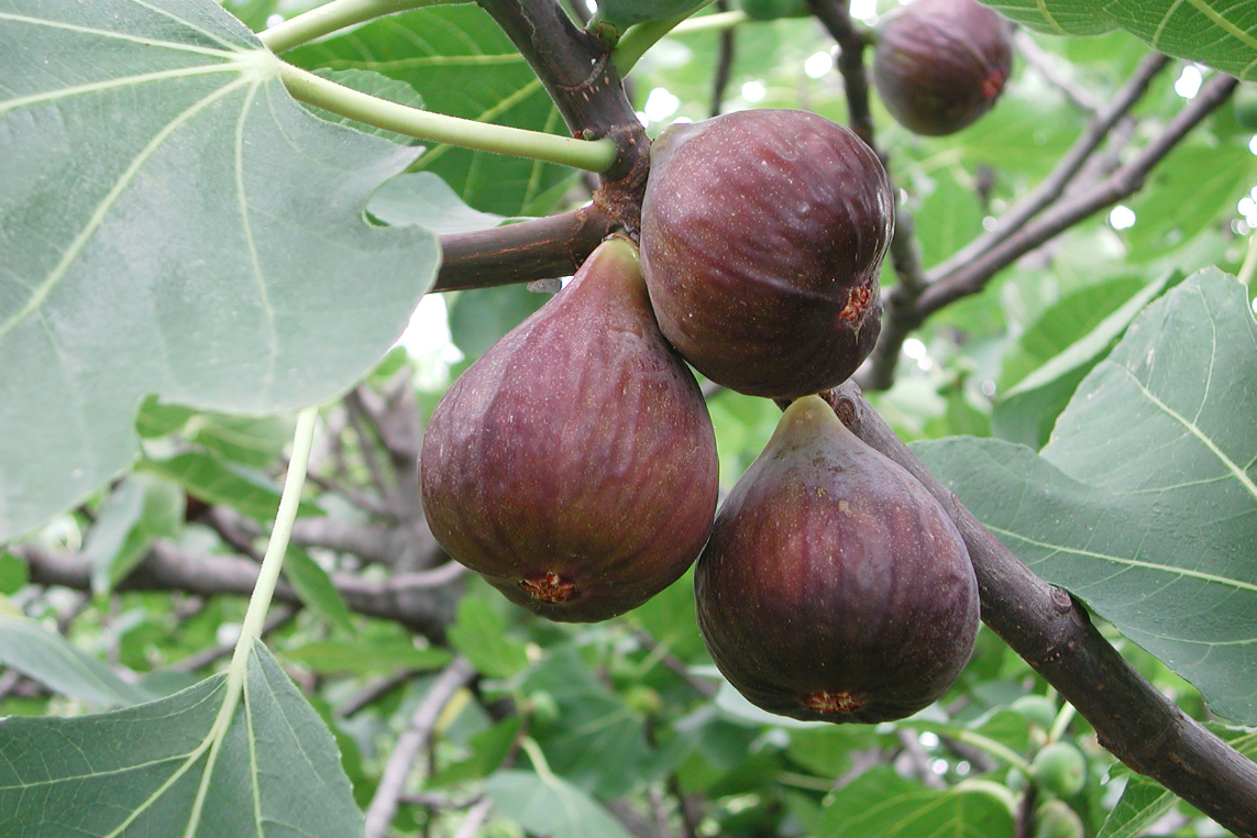 ficus-carica-snoeien-oftewel-vijgenboom