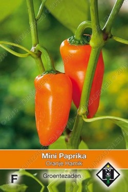 Mini Paprika oranje 'Hamik'