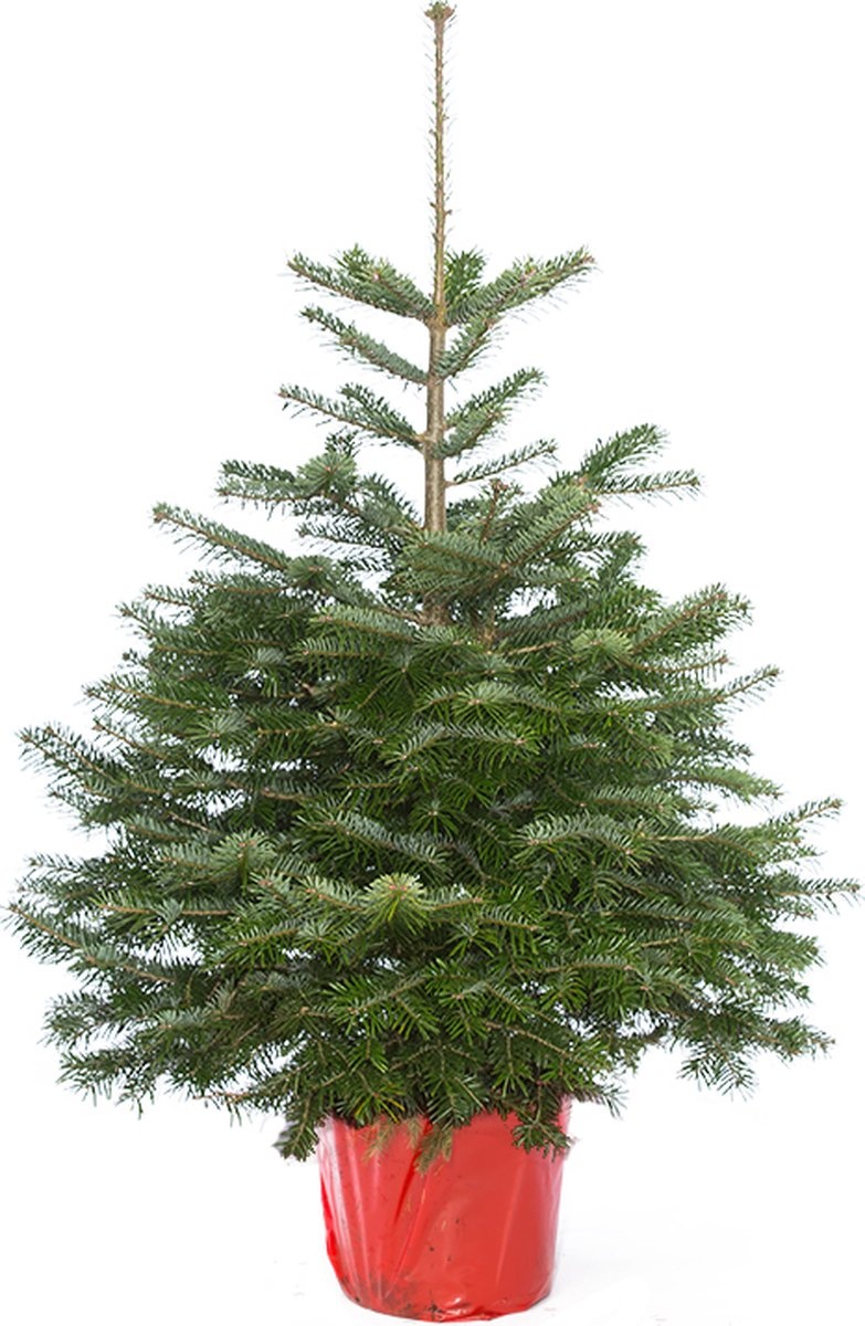 Echte kerstboom in pot 175-200cm 'Nordmann Excellent'