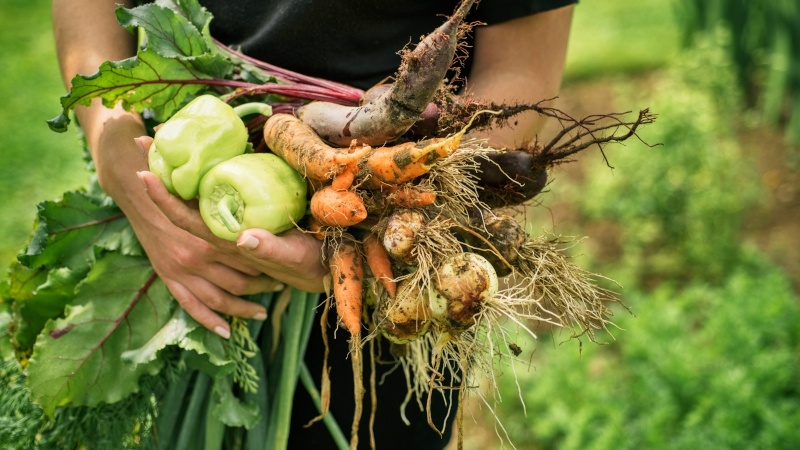 bloedmeel-geschikt-voor-de-moestuin