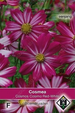 Cosmos bipinnatus 'Cosimo Red-White'
