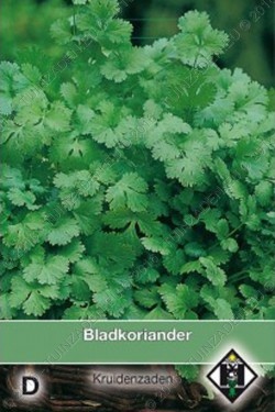 Bladkoriander / Coriandrum