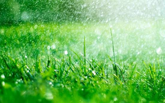 soorten-gras-tuin