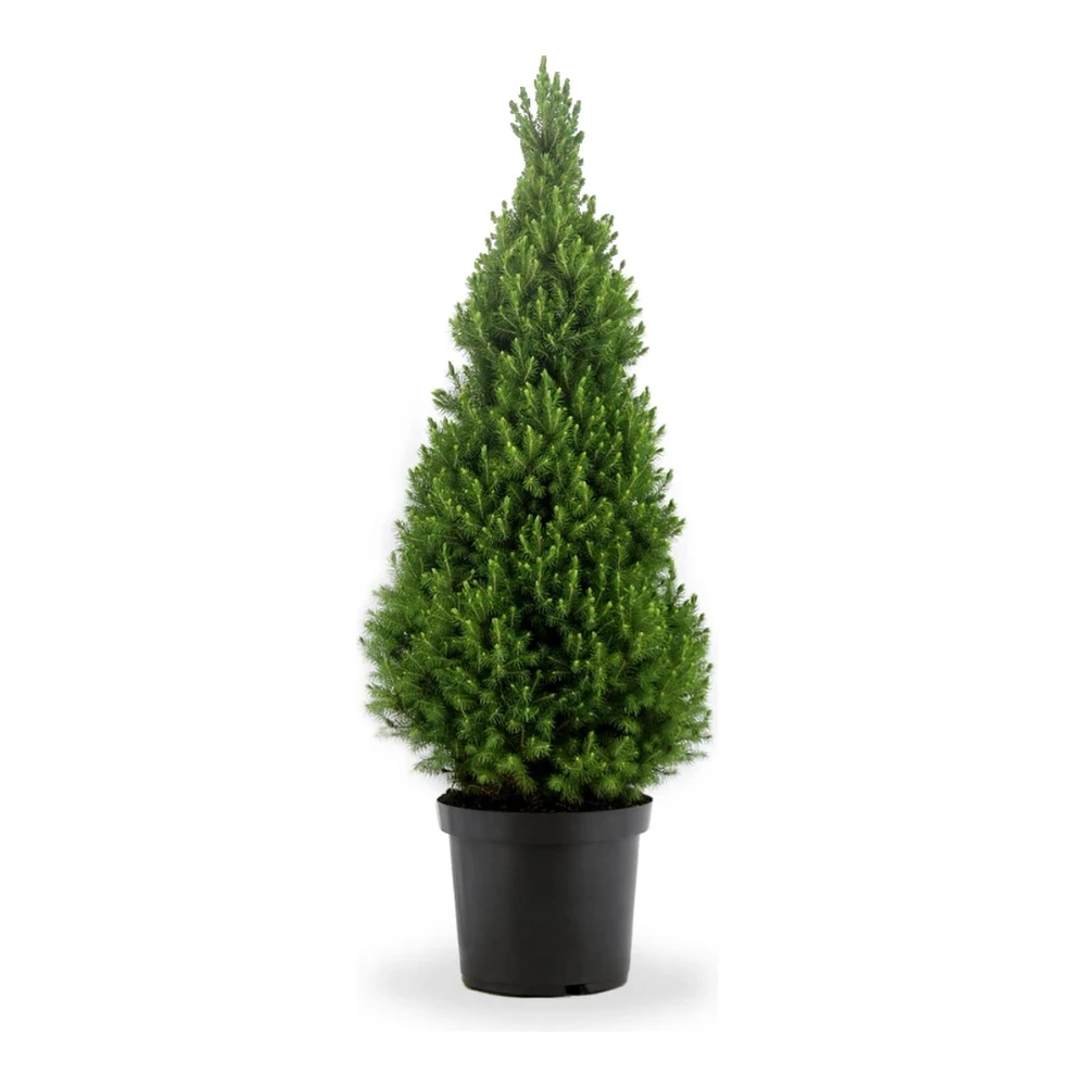 Echte kerstboom Picea glauca 'Conica' 70-80 cm met kluit