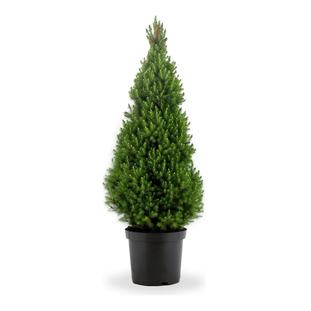 Echte kerstboom Picea glauca 'Conica' 90-100 cm met kluit