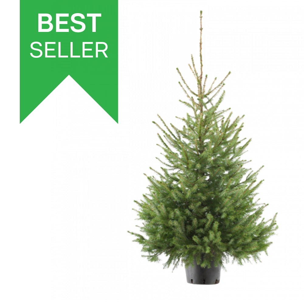 Echte kerstboom in pot 125-150cm 'Picea Omorika'