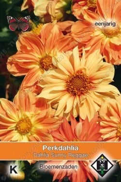 Dahlia 'Sunny Reggae'