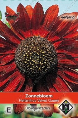 Zonnebloem 'Velvet Queen'