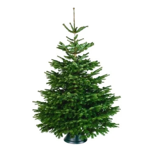 Echte kerstboom 150-175 cm gezaagd