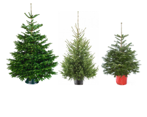 echte-kerstboom-kopen-categorie-foto-1
