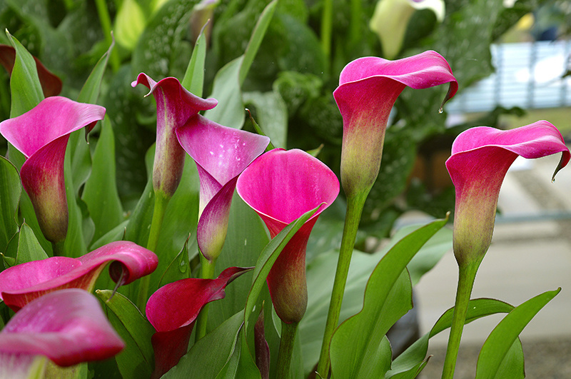 tropische-plant-zantedeschia-buiten