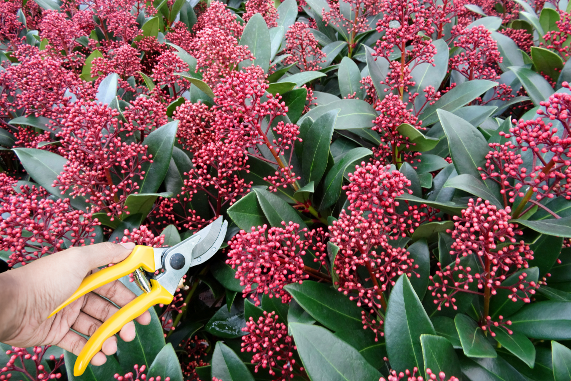 skimmia-snoeien