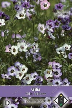 Gilia 'Felicitas'
