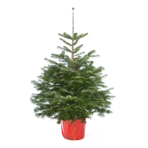 Echte kerstboom Nordmann 150-175 cm met kluit