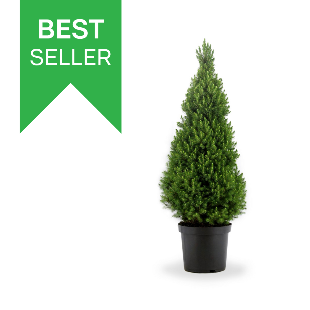 Echte kerstboom - Picea glauca 'Conica' - 70-80 cm