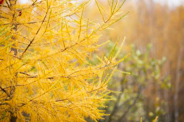 denneboom-met-gele-naalden