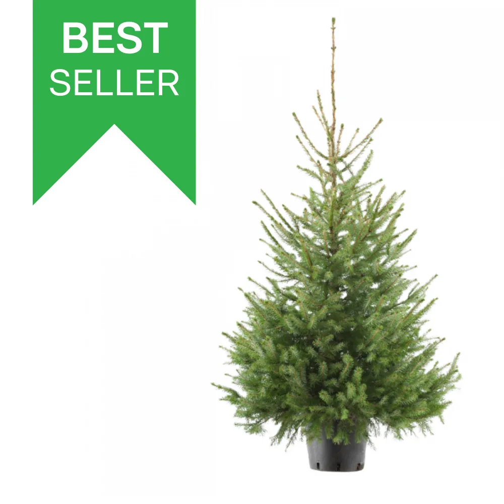 Echte kerstboom in pot 125-150cm 'Picea Omorika'