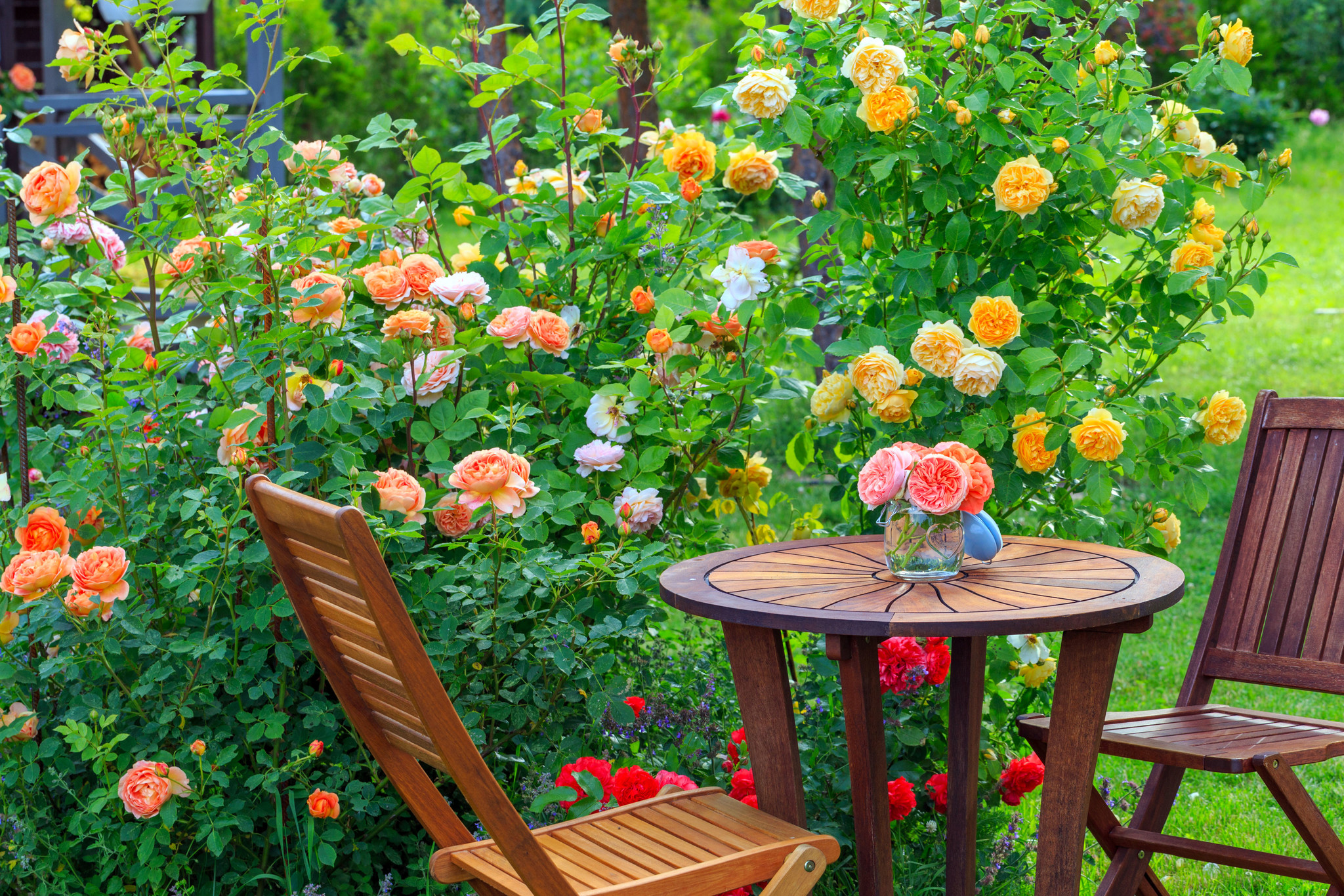 rozentuin-dankzij-goede-bemesting