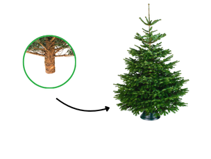 Kerstboom op stam