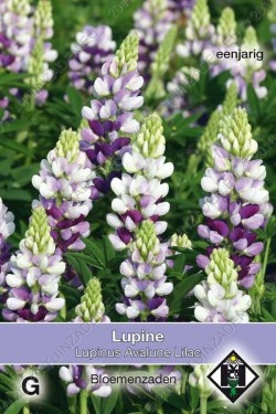 Lupine 'Avalune Lilac'