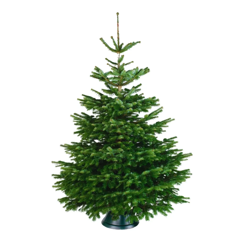 Echte kerstboom Nordmann 225-250 cm gezaagd