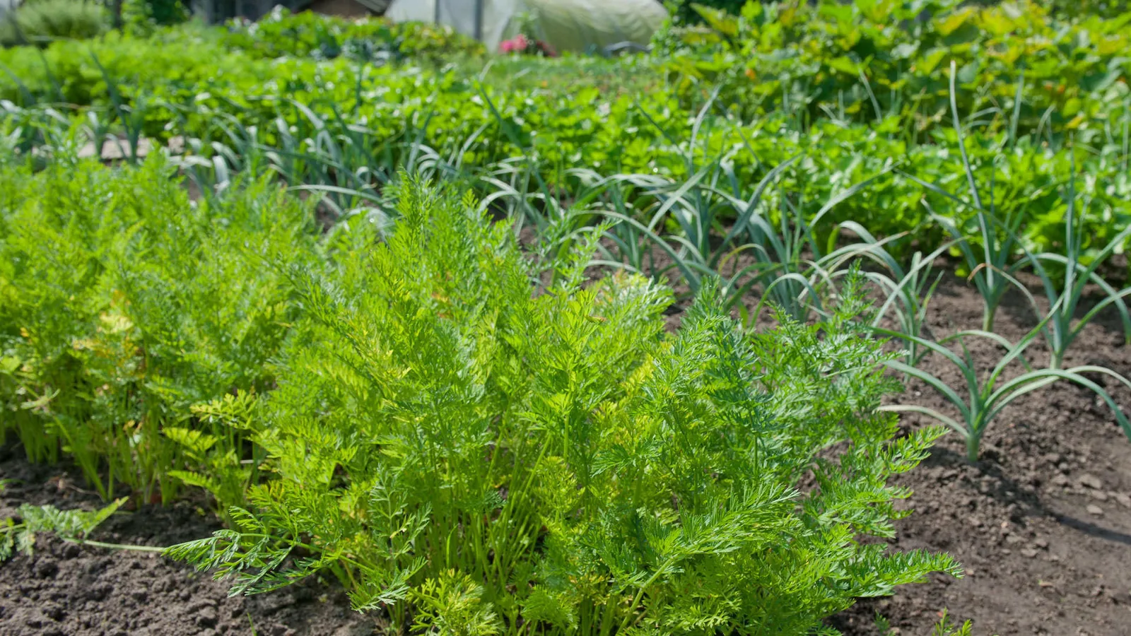 Moestuin