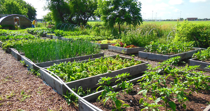 zaden-moestuin