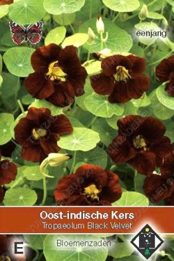 Oost-Indische Kers 'Black Velvet'