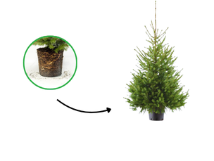 Kerstboom in pot gekweekt