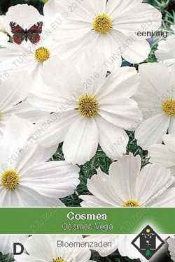Cosmos bipinnatus 'Vega wit'