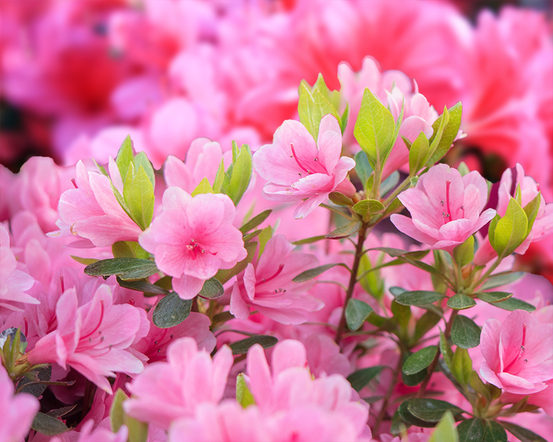 een-prachtige-struik-met-azalea
