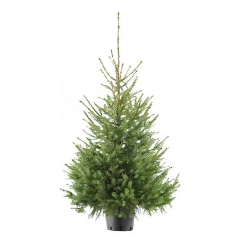 Echte kerstboom in pot Picea omorika 175-200 cm