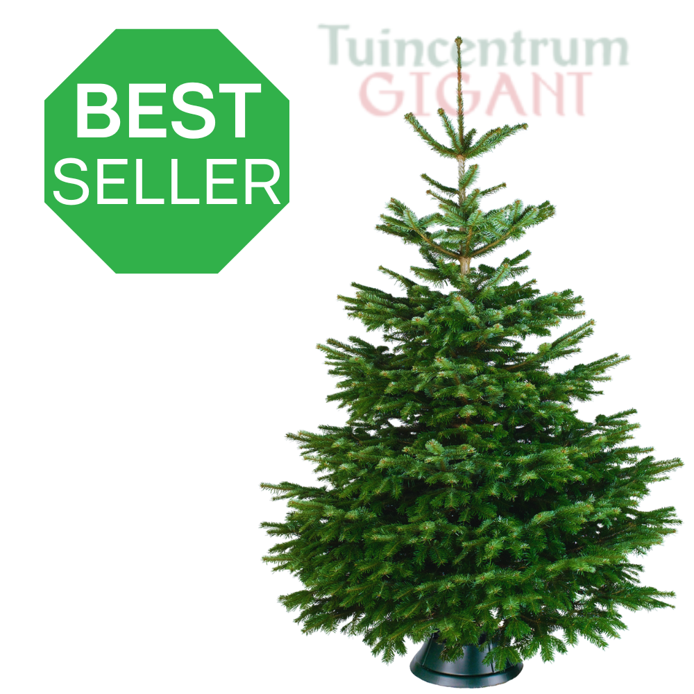 Echte kerstboom - Nordmann - 200-225 cm - Gezaagd